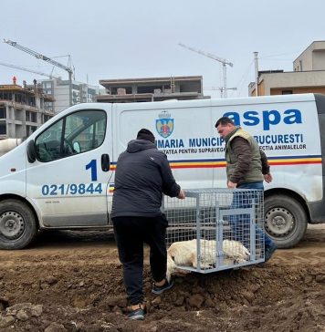 ASPA a ridicat de pe străzile Capitalei, de la începutul anului, peste 100 de câini fără stăpân