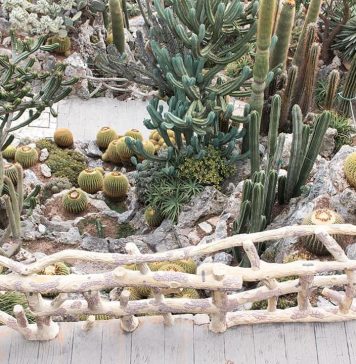 Plante de colecție exotice, disponibile în „Parcul Regele Mihai I” din luna mai