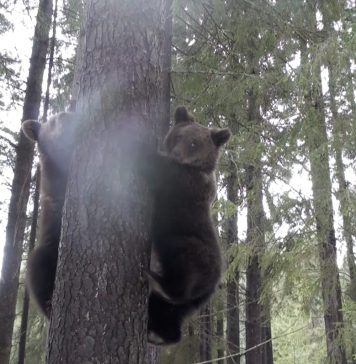 Imagini inedite cu puii de urs din orfelinatul din Munții Hășmaș!