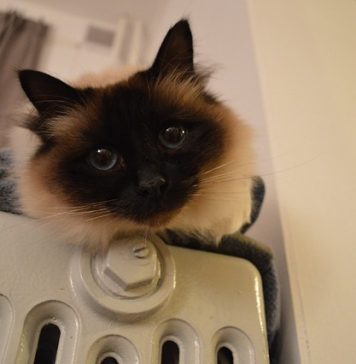 200 de blocuri din București au rămas fără apă caldă și căldură. Lista zonelor afectate