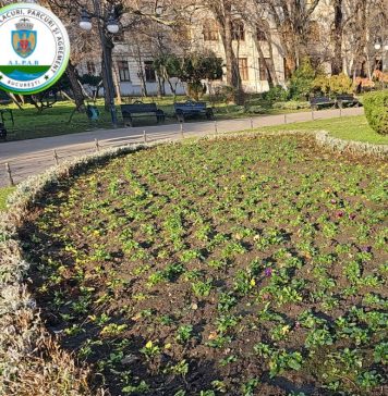 Mii de flori, plantate în Parcul Cișmigiu în prag de primăvară