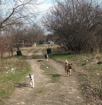 Zeci de câini au fost găsiţi de ASPA pe o proprietate din apropierea Deltei Văcăreşti