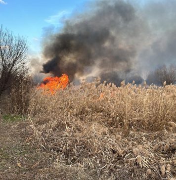 Administraţia Parcul Natural Văcăreşti, după incendiul din 8 februarie: ”Revizuim şi îmbunătăţim protocoalele de intervenţie în caz de incendii”