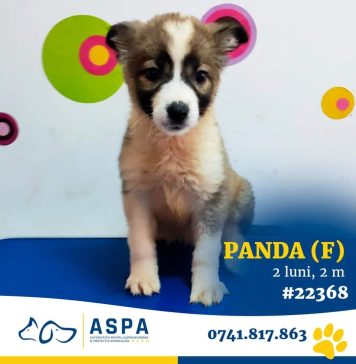 Un nou târg de adopții organizat de ASPA