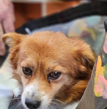 Primăria Capitalei anunță că în martie continuă campania gratuită de sterilizare și microcipare a cățeilor de rasă comună