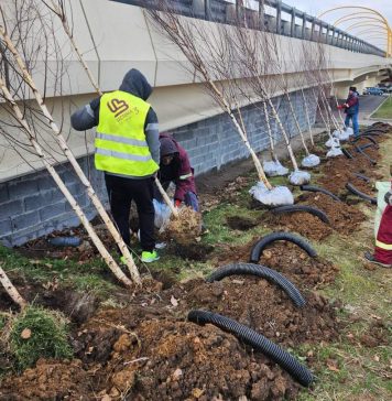 Sectorul 3: Peste 700.000 de arbori și arbuști, plantați între 2020 și 2023