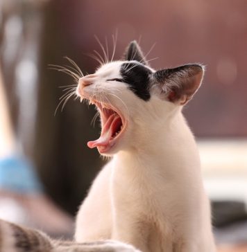 Românii sunt cei mai mari iubitori de pisici din Europa