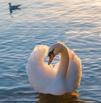 Gripa aviară a ucis mai multe lebede din București, în parcul IOR
