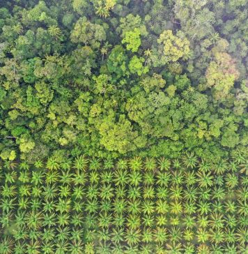 Președinta Maia Sandu anunță startul campaniei de împădurire din acest an