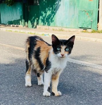 Continuă campania de sterilizare gratuită pentru pisicile de rasă comună cu și fără stăpân din București