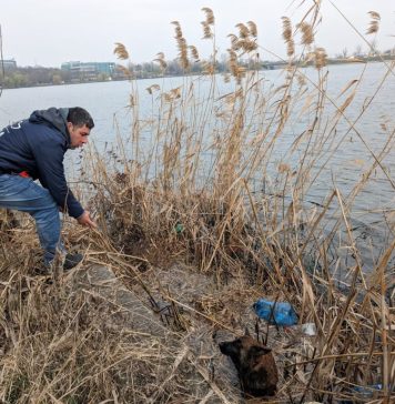 Un câine epuizat şi speriat a fost salvat de un echipaj ASPA din Lacul Pantelimon / FOTO
