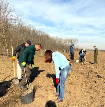 Zece mii de puieți de frasin, plantați în fondul forestier administrat de Ocolul Silvic București