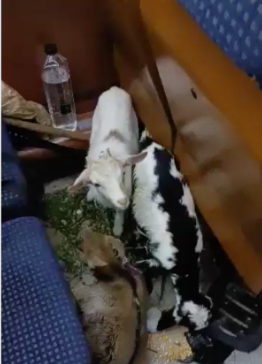 Un bărbat și-a luat caprele și a plecat cu trenul, de la Deva la București