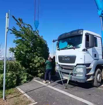 VIDEO/ O „pădure” de conifere, plantată lângă parcarea stației de metrou Tudor Arghezi