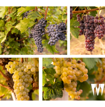 Analiză Wines of Romania: Busuioaca de Bohotin și Fetească Neagră, cele mai căutate vinuri în mediul online