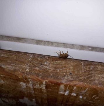 Restaurantul “Templul Soarelui” din Bucureşti, închis temporar de ANPC. În incintă au fost găsiţi gândaci vii și morți – FOTO