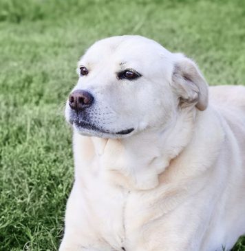 Locuitorii Sectorului 3 ce deţin câini de rasă comună sau metişi ai acestora îi pot microcipa şi steriliza gratuit