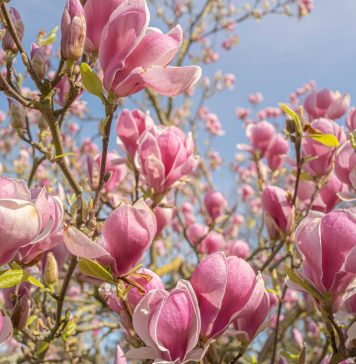 „Harta magnoliilor” din Bucureşti