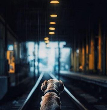 Patrocle, câinele căutat de sute de bucureşteni, a fost găsit