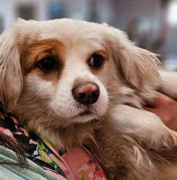 Peste 1.100 de câini au fost sterilizați în primele 3 luni ale acestui an. ASPA continuă campania de sterilizări gratuite!