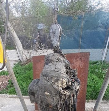 FOTO/ Compania Apă Ilfov se plânge că oamenii aruncă în canalizări inclusiv animale în stare de putrefacție