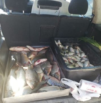 Jandarmii ilfoveni au confiscat pești de la doi indivizi care îl vindeau dintr-un portbagaj
