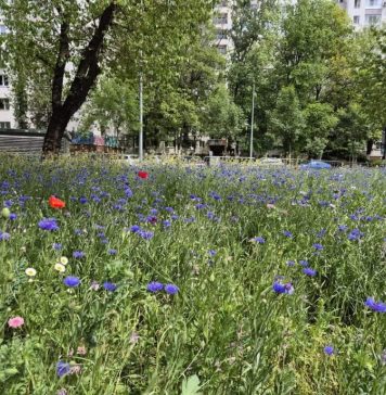 Peisagiștii de la ADPDU Sector 6 au făcut un experiment cu flori de câmp