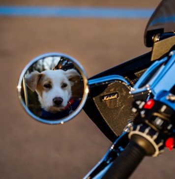 FOTO/ Cea mai „dură și rock” campanie de promovare a adopției câinilor din centrele ASPA, realizată în colaborare cu Bikers for Humanity Romania