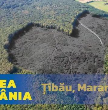 Organizaţiile de mediu Agent Green şi BMF solicită IKEA să-şi controleze operaţiunile forestiere din România