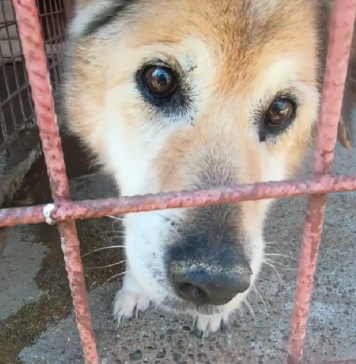 Primăria Sectorului 2: ”Animăluţele din adăposturile noastre merită familii iubitoare”