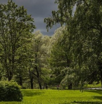 Patru păduri urbane, finanțate prin PNRR, promise de Primăria Sectorului 1