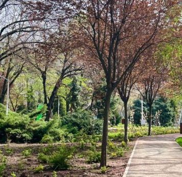 Parcul Regina Maria, reamenajat cu mesteceni, magnolia și arbuști