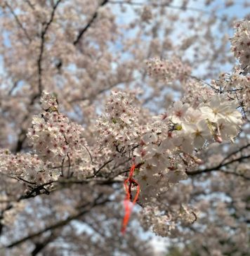 A înflorit cireșul japonez / Ambasada Japoniei organizează și anul acesta tradiționalul festival al florilor de cireș – Hanami
