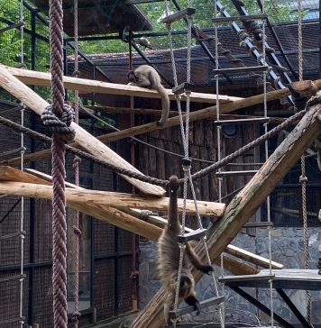 Grădina Zoologică București organizează, de 1 Mai, evenimentul „Picnic la Zoo”