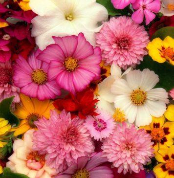 Flower Expo – Expoziția florală a primăverii începe mâine, la SUN PLAZA