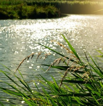 Full fishing closure comes into effect in Romania