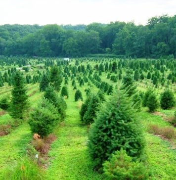 Ministrul Mediului, Mircea Fechet: Hoţii de lemne, introducerea conflictului de interese, accesul liber în pădurile României, să rămână în Codul Silvic