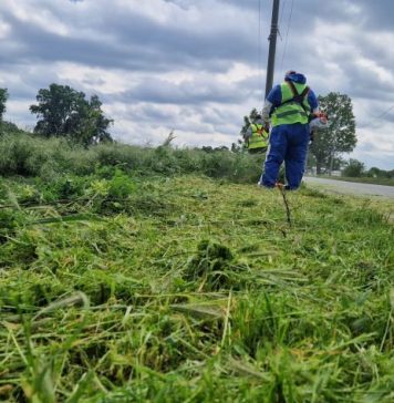 Continuă acțiunea pentru combaterea și distrugerea ambroziei prin cosire, în județul Ilfov
