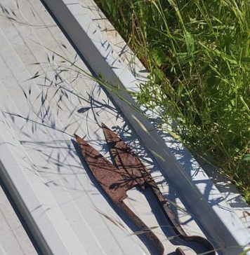 Un bărbat din Ilfov a fost reținut pentru 24 de ore, după ce a tăiat urechile și cozile a doi căței