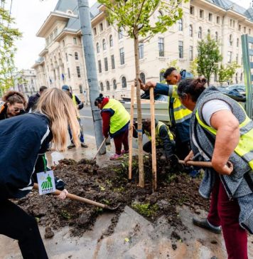 A început plantarea arborilor tineri în zona Parcului Cișmigiu