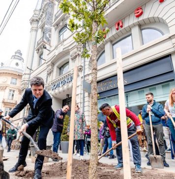 FOTO/ Aproape 100 de copaci au fost plantați pe bulevardul Regina Elisabeta