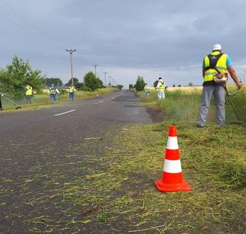 Consiliul Județean Ilfov, amplă campanie de combatere și eliminare a ambroziei