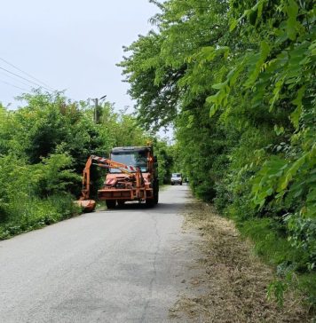 Acțiunea de cosire a ambroziei s-a desfășurat săptămâna aceasta în 4 localități din Ilfov