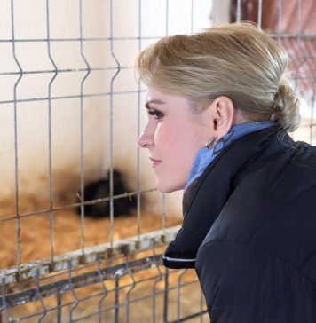 Firea: Problema animalelor fără stăpân m-a preocupat mereu; Voi continua, după 9 iunie, proiectele de promovare a adopțiilor din adăposturile ASPA