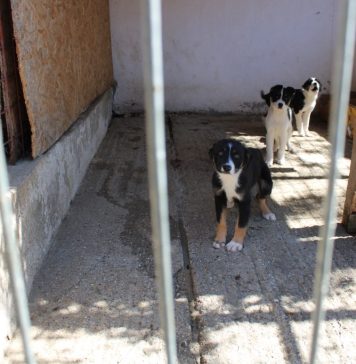 Aproape 400 de suflete, câini şi pisici, din adăposturile Primăriei Sector 2, îşi caută familii iubitoare