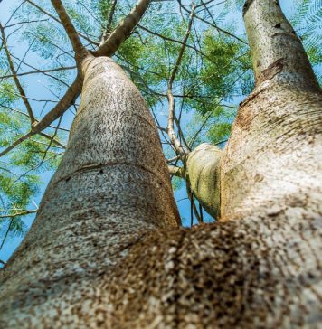 Incident în Parcul Bazilescu. O tânără a fost lovită de o creangă căzută din copac