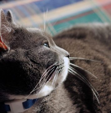 Iubitorii de pisici sunt așteptați la Salonul Felin Internaţional Bucureşti, în acest weekend, la Sala Palatului