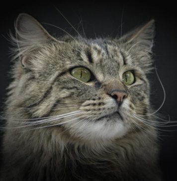 SofistiCAT – Salonul Felin Internaţional Bucureşti are loc la Sala Palatului, în zilele de 11 şi 12 mai