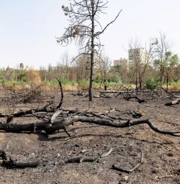 Bucharest City Hall sued to recover IOR Park retroceded area