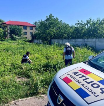 Poliția Locală Sector 6, controale pentru a vedea dacă ambrozia este distrusă de proprietari